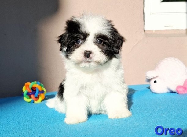 Bichon havanese