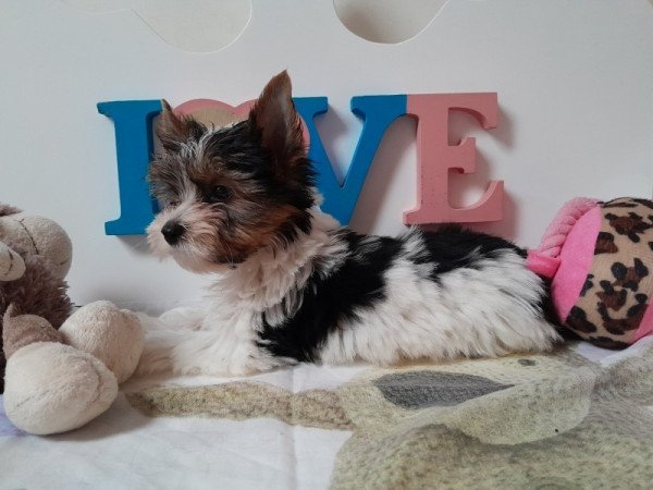 Biewer Yorkshire terrier