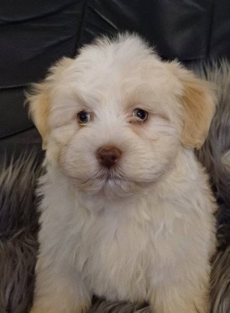 bichon havanese