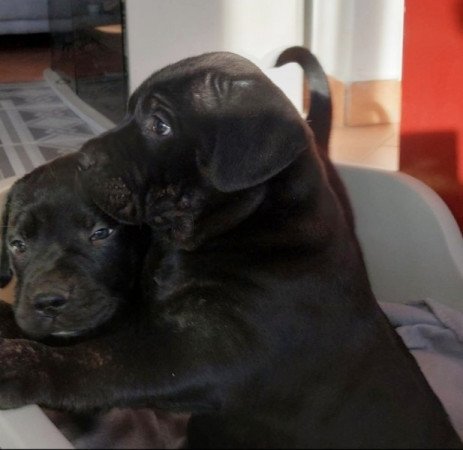 Cane Corso