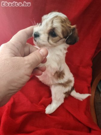 Bichon havanese