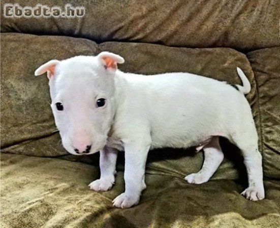 Kiváló bullterrier kölykök