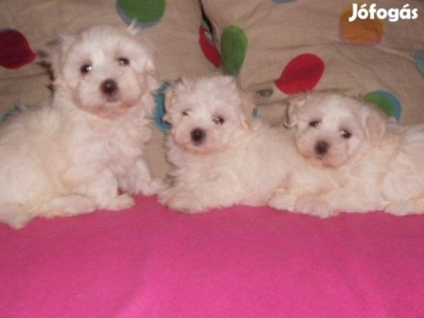 bichon havanese