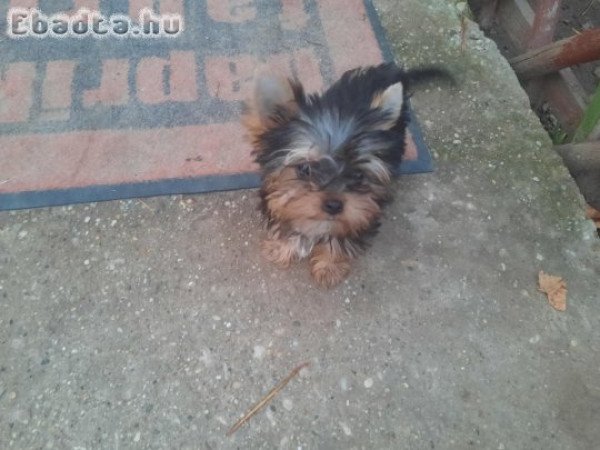 Yorkshire terrier eladók  Pestmegyében