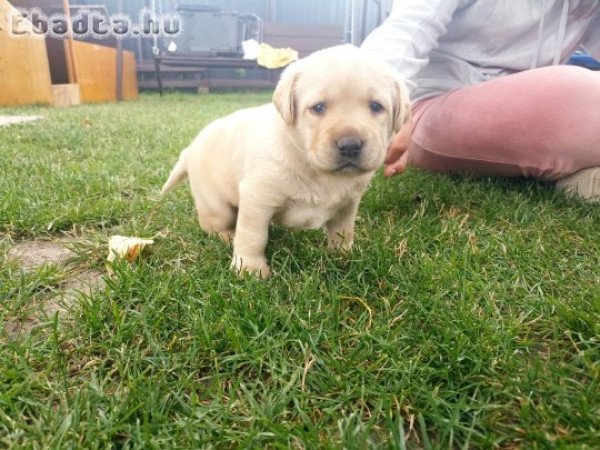 Labrador kölykök