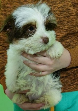 Biro yorkshire terrier