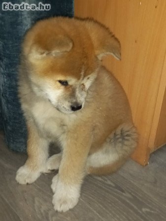 Japán Akita Inu szuka kiskutya ajándékozás