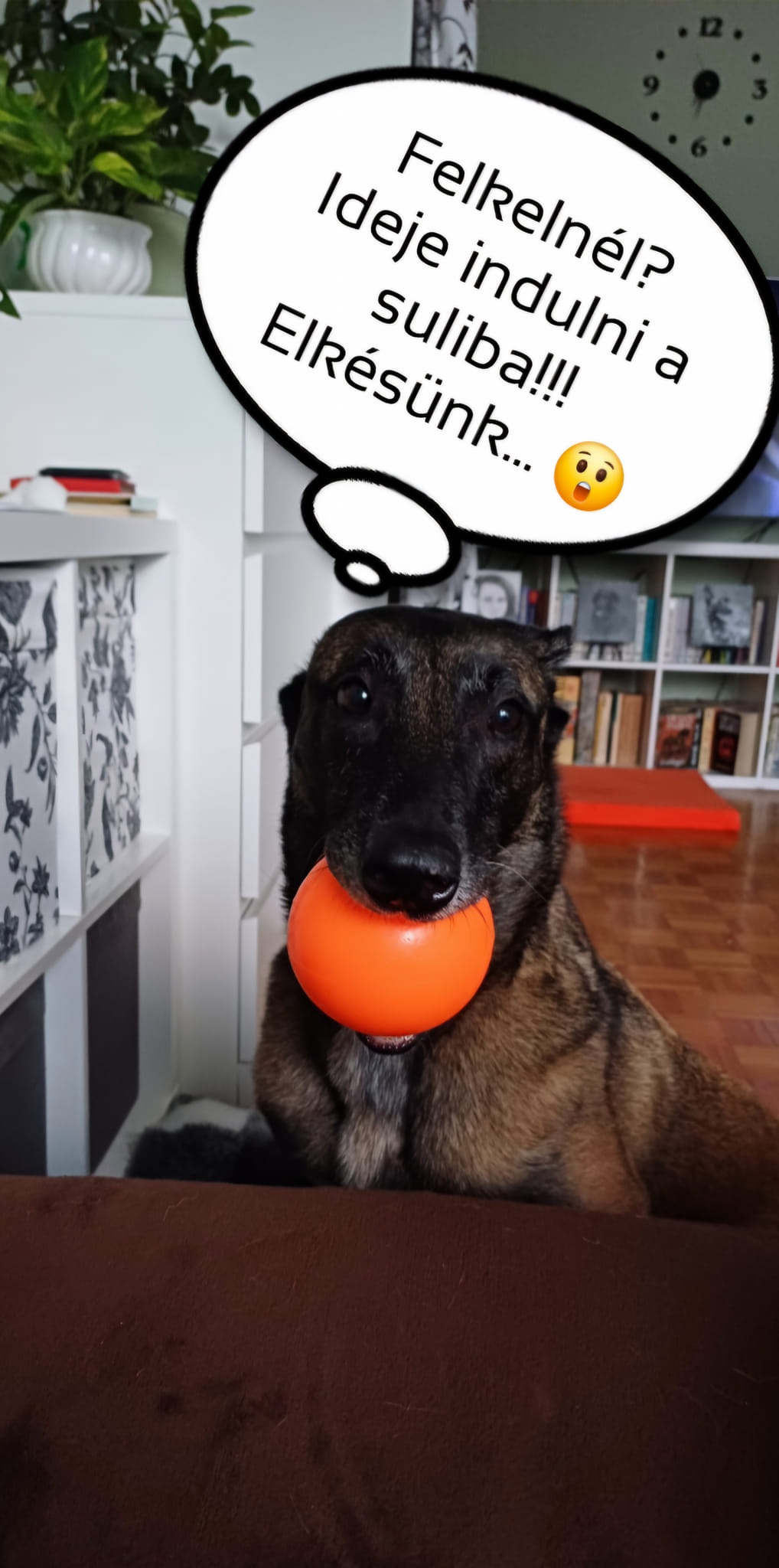 Pólus Kutyakiképző Iskola