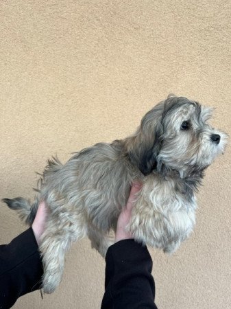 bichon havanese