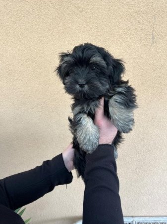 bichon havanese