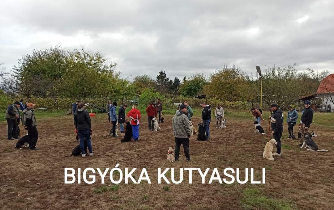 Bigyóka Kutyasuli és Kutyapanzió