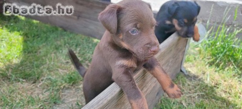 Jagd Terrier kölykök