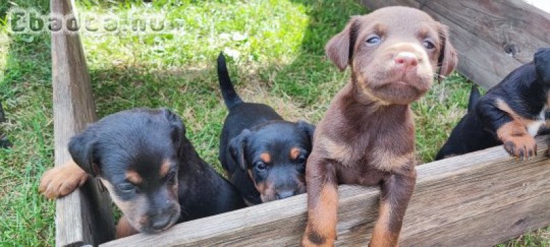 Jagd Terrier kölykök