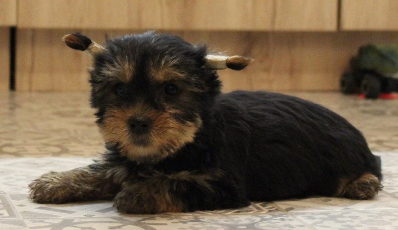 Yorkshire terrier