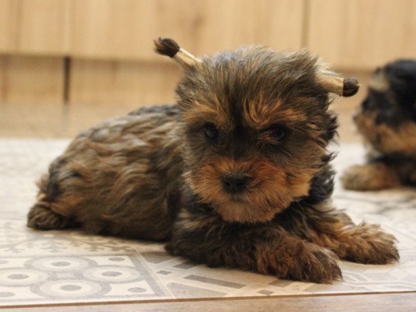 Yorkshire terrier