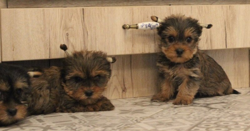 Yorkshire terrier