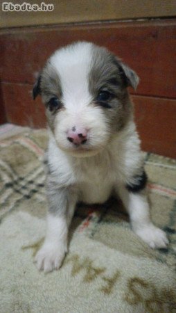 Border Collie kiskutyák Eladóak!