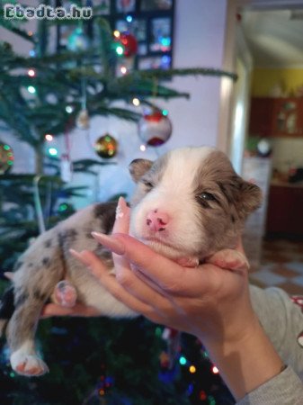 Border Collie kiskutyák Eladóak!