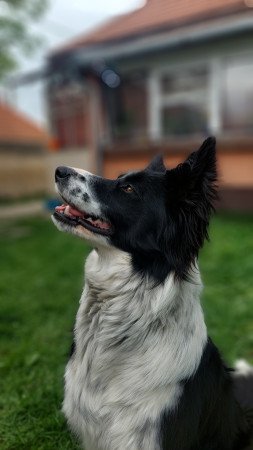 Szuka border collie fedeztetőt keres / border collie fedeztetés