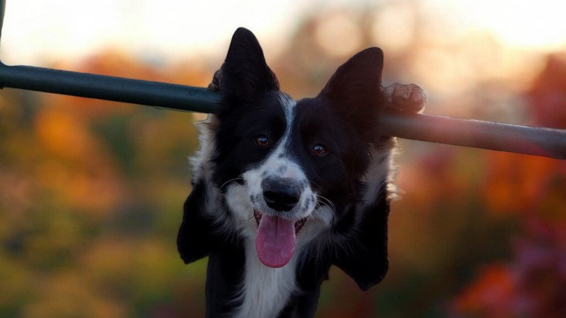 Szuka border collie fedeztetőt keres / border collie fedeztetés