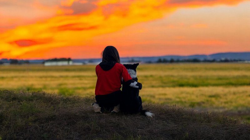 Szuka border collie fedeztetőt keres / border collie fedeztetés