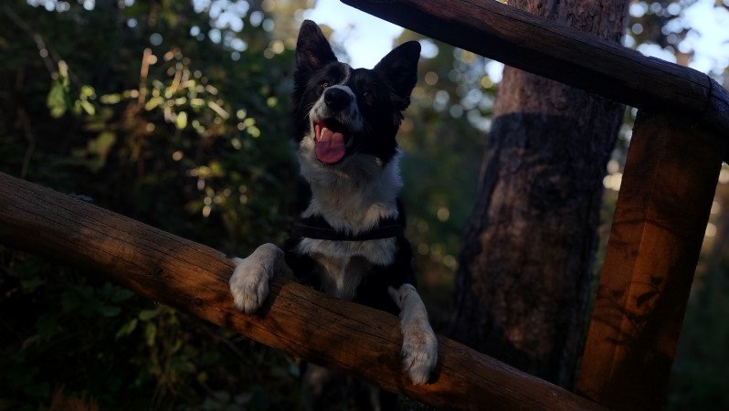 Szuka border collie fedeztetőt keres / border collie fedeztetés