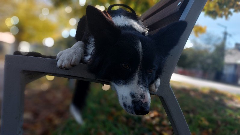 Szuka border collie fedeztetőt keres / border collie fedeztetés