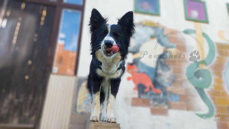 Szuka border collie fedeztetőt keres / border collie fedeztetés