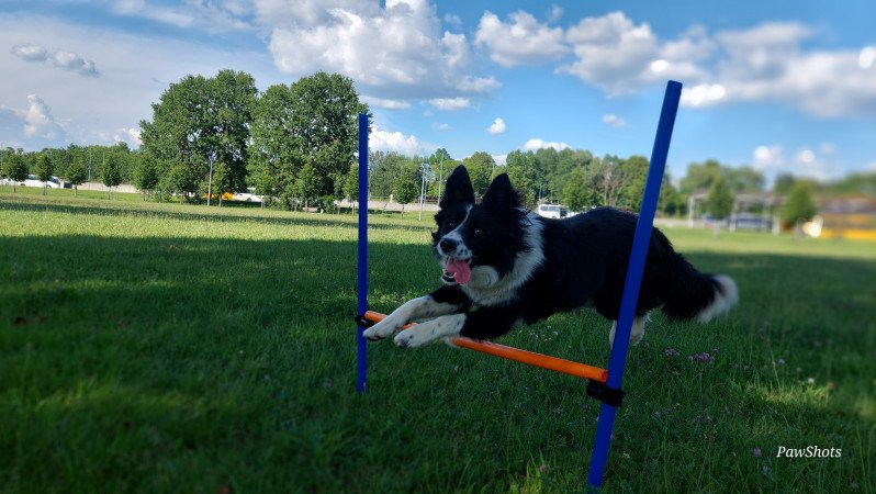 Szuka border collie fedeztetőt keres / border collie fedeztetés