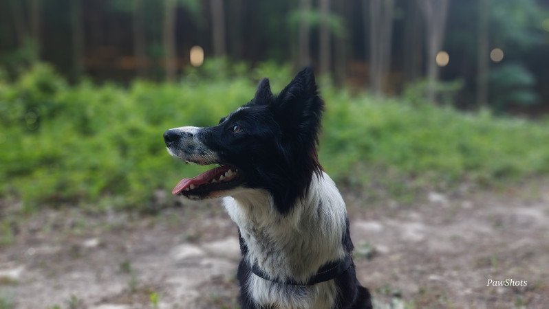 Szuka border collie fedeztetőt keres / border collie fedeztetés