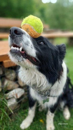 Szuka border collie fedeztetőt keres / border collie fedeztetés