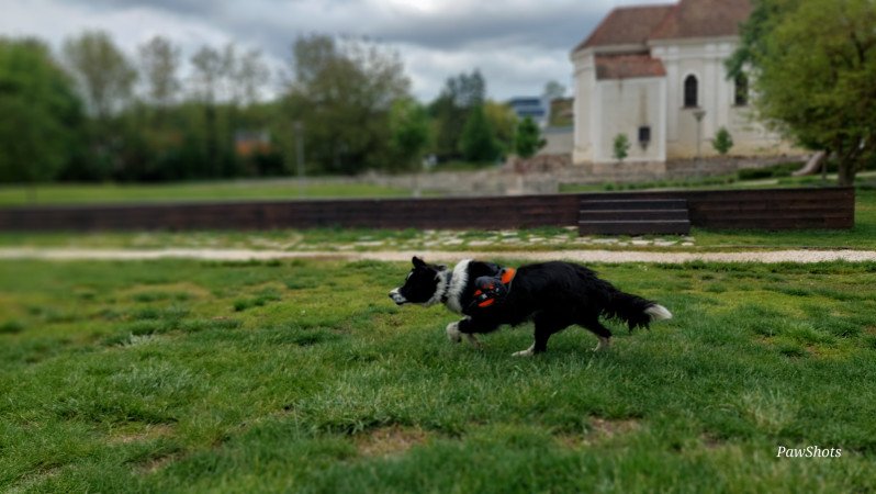 Szuka border collie fedeztetőt keres / border collie fedeztetés