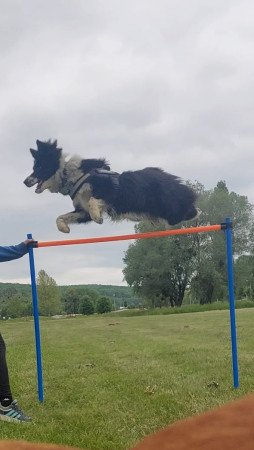 Szuka border collie fedeztetőt keres / border collie fedeztetés