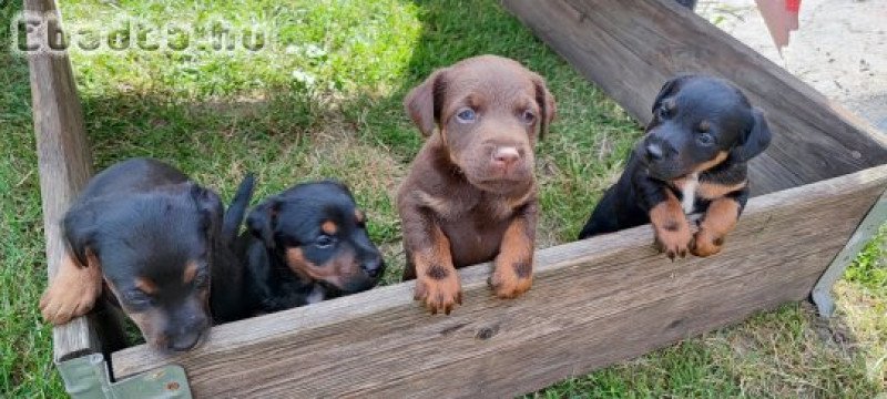 Jagd Terrier kölykök