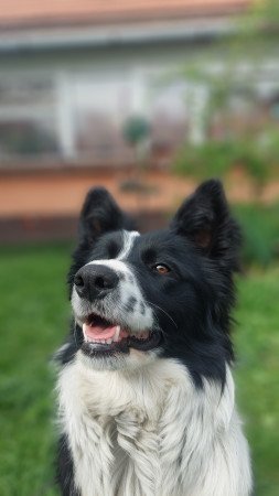 Szuka border collie fedeztetőt keres / border collie fedeztetés