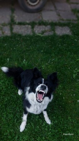 Szuka border collie fedeztetőt keres / border collie fedeztetés