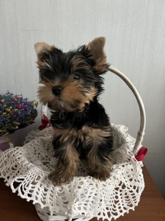 Yorkshire terrier