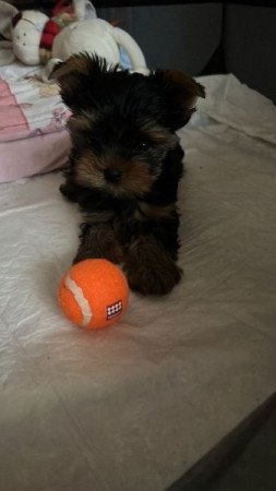 Yorkshire terrier