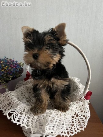 Yorkshire terrier kölykök