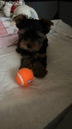 Yorkshire terrier kölykök