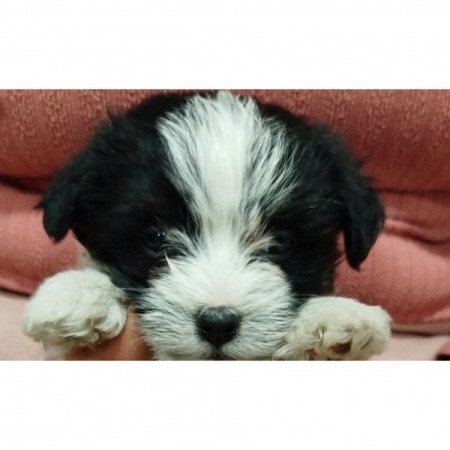 Bichon Havanese