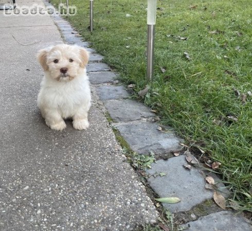 Bichon Havanese kislány eladó