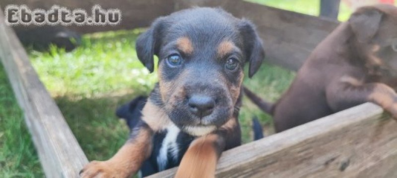 Jagd Terrier kölykök