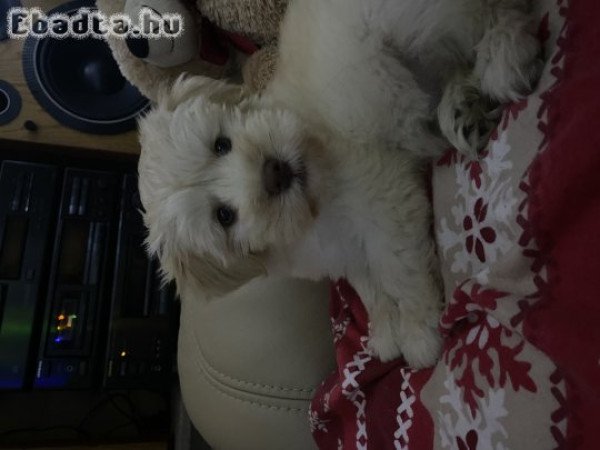 Bichon Havanese kislány eladó