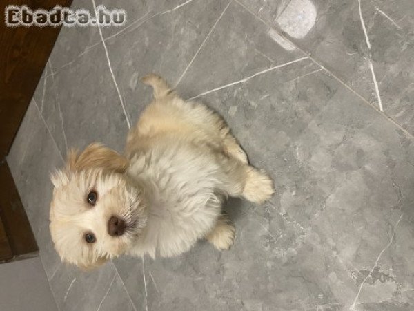 Bichon Havanese kislány eladó