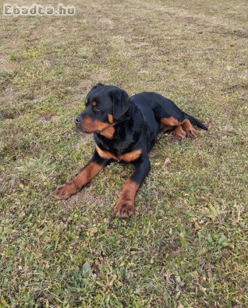 Rottweiler kiskutya eladó