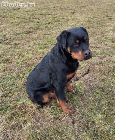 Rottweiler kiskutya eladó