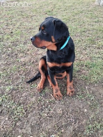 Rottweiler kiskutya eladó