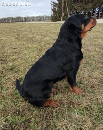 Rottweiler kiskutya eladó