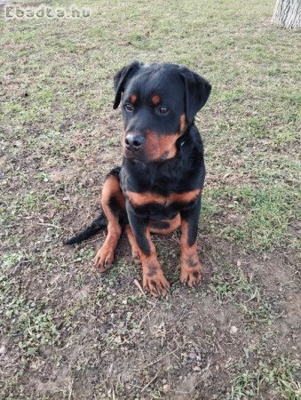 Rottweiler kiskutya eladó